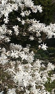 Magnolia stellata